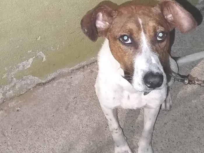 Cachorro raça SRD-ViraLata idade 7 a 11 meses nome Luck