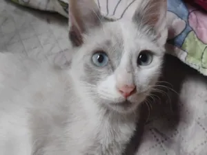 Gato raça SRD-ViraLata idade 2 a 6 meses nome Jennie,Piter, Leona e Marie 