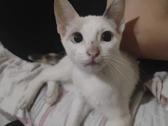 Gato raça SRD-ViraLata idade 2 a 6 meses nome Jennie,Piter, Leona e Marie 