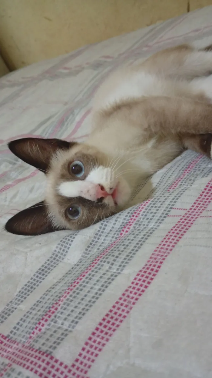 Gato raça SRD-ViraLata idade 2 a 6 meses nome Jennie,Piter, Leona e Marie 