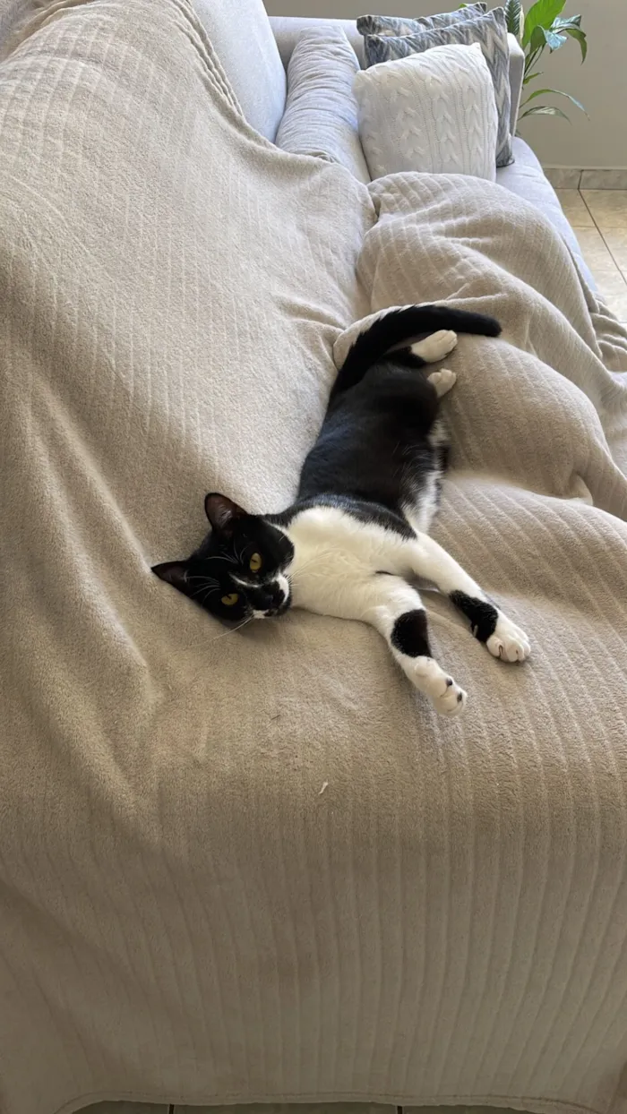 Gato raça SRD-ViraLata idade 7 a 11 meses nome Leona