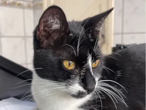 Gato raça SRD-ViraLata idade 7 a 11 meses nome Leona