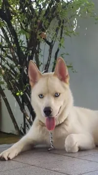 Cachorro raça Husky Siberiano idade 6 ou mais anos nome Pégasus 