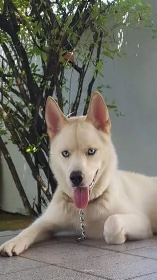 Cachorro raça Husky Siberiano idade 6 ou mais anos nome Pégasus 