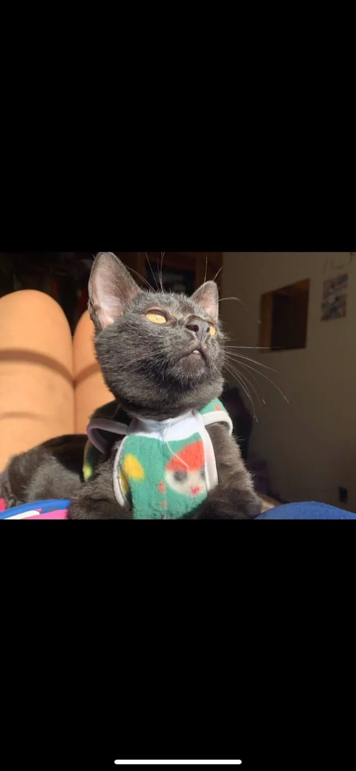 Gato raça SRD-ViraLata idade 2 a 6 meses nome Batman