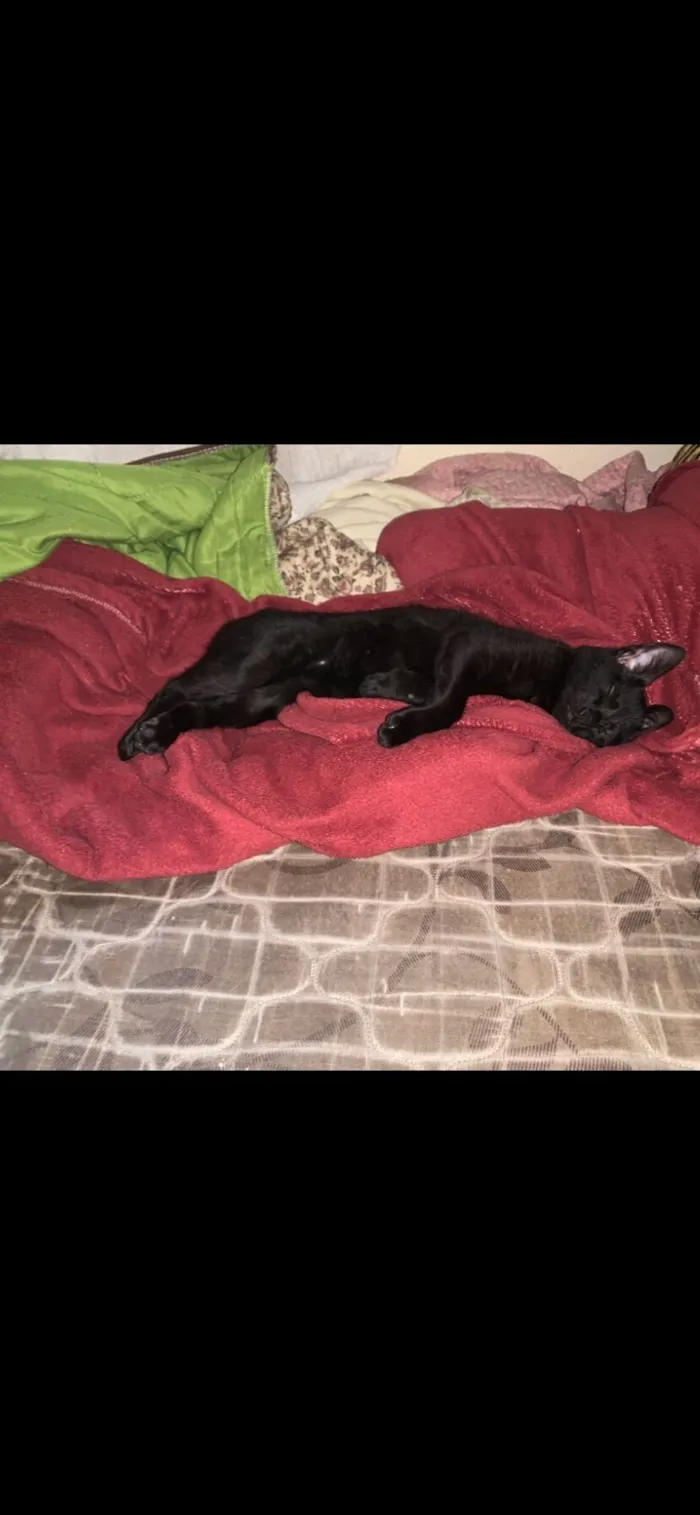 Gato raça SRD-ViraLata idade 2 a 6 meses nome Batman