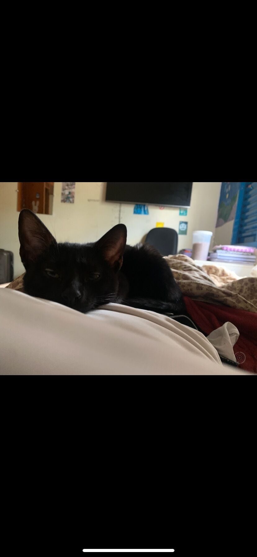 Gato raça SRD-ViraLata idade 2 a 6 meses nome Batman 