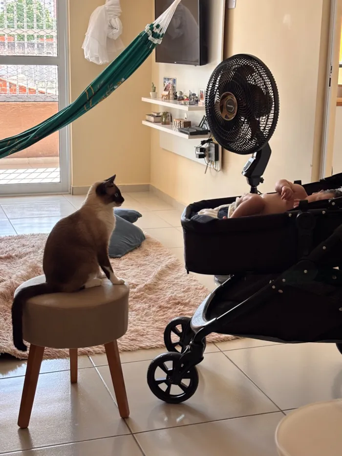 Gato raça Siamês idade 1 ano nome Amy 