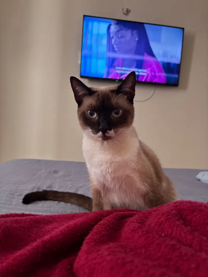 Gato raça Siamês idade 1 ano nome Amy 