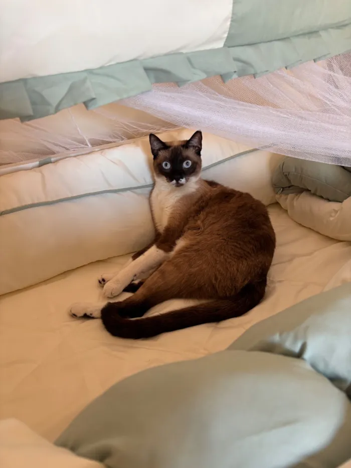 Gato raça Siamês idade 1 ano nome Amy 