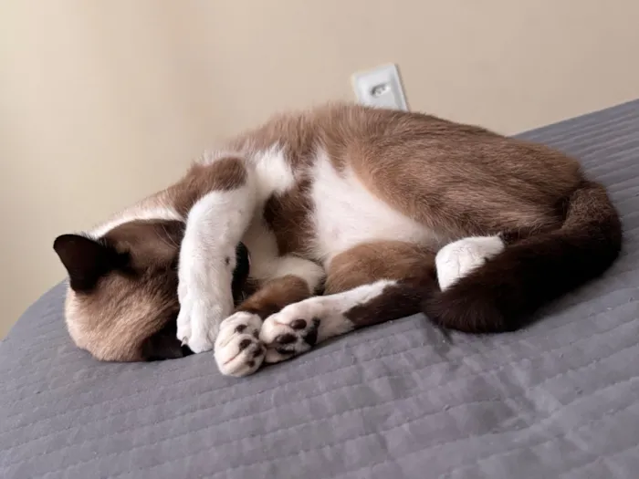 Gato raça Siamês idade 1 ano nome Amy 