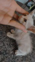 Gato raça SRD-ViraLata idade Abaixo de 2 meses nome OSEIAS PEREIRA DE JESUS DE PAULA
