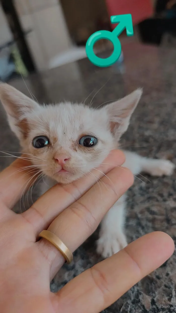 Gato raça SRD-ViraLata idade Abaixo de 2 meses nome OSEIAS PEREIRA DE JESUS DE PAULA