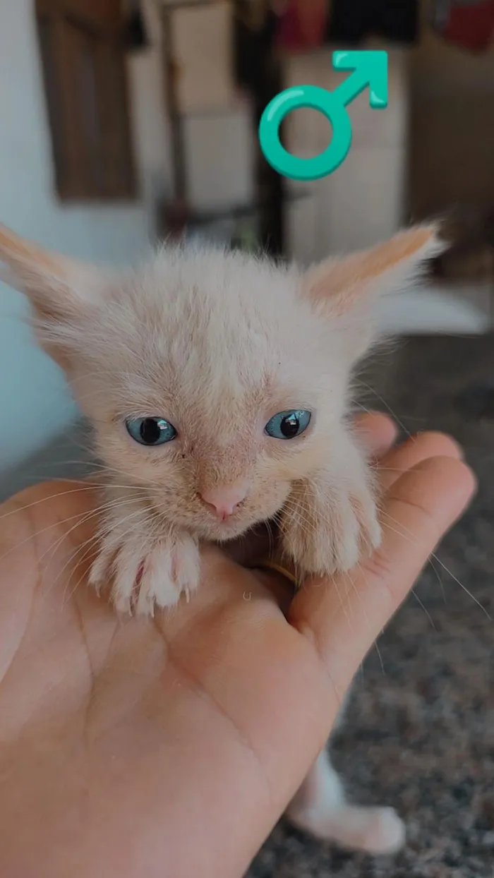 Gato raça SRD-ViraLata idade Abaixo de 2 meses nome OSEIAS PEREIRA DE JESUS DE PAULA