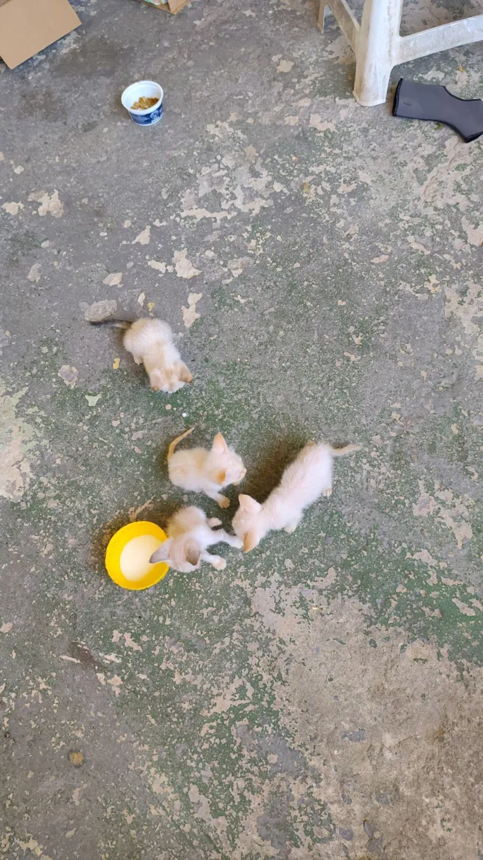 Gato raça SRD-ViraLata idade Abaixo de 2 meses nome OSEIAS PEREIRA DE JESUS DE PAULA