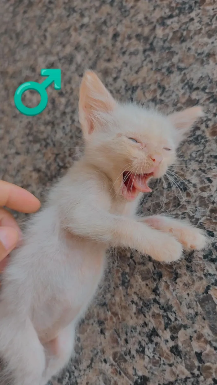 Gato raça SRD-ViraLata idade Abaixo de 2 meses nome OSEIAS PEREIRA DE JESUS DE PAULA