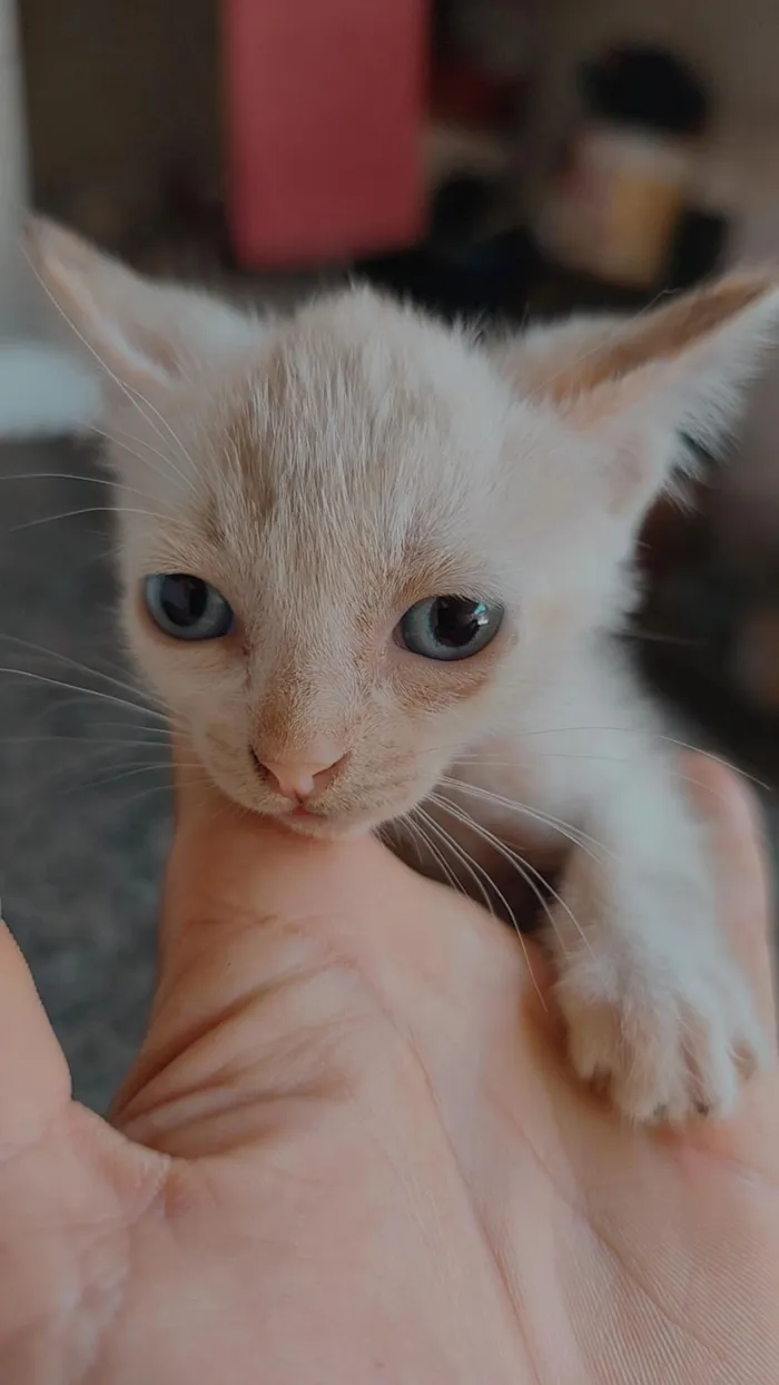 Gato raça SRD-ViraLata idade Abaixo de 2 meses nome OSEIAS PEREIRA DE JESUS DE PAULA