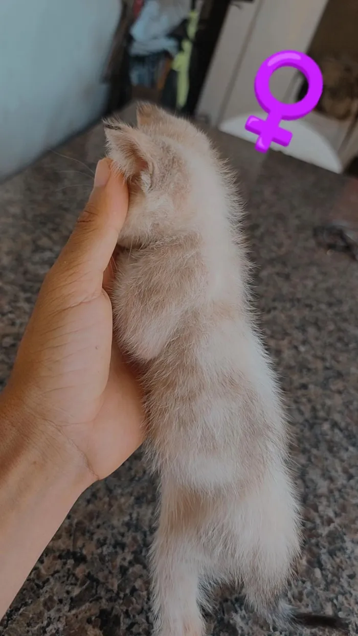 Gato raça SRD-ViraLata idade Abaixo de 2 meses nome OSEIAS PEREIRA DE JESUS DE PAULA