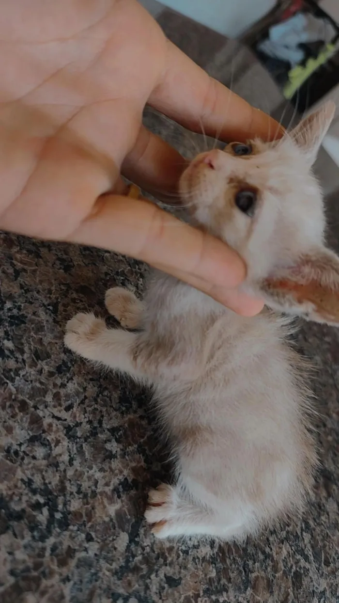 Gato raça SRD-ViraLata idade 2 a 6 meses nome OSEIAS PEREIRA DE JESUS DE PAULA