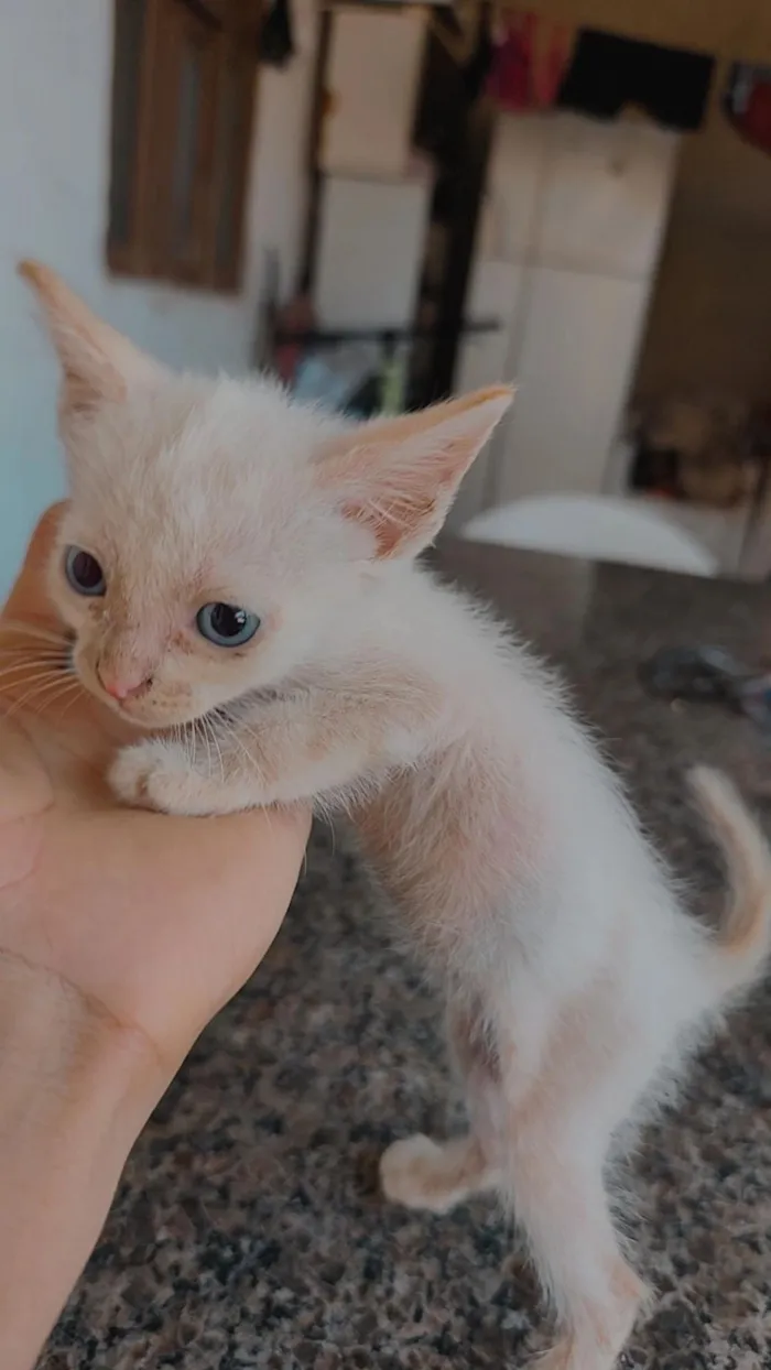 Gato raça SRD-ViraLata idade 2 a 6 meses nome OSEIAS PEREIRA DE JESUS DE PAULA