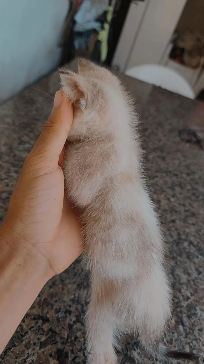 Gato raça SRD-ViraLata idade 2 a 6 meses nome OSEIAS PEREIRA DE JESUS DE PAULA