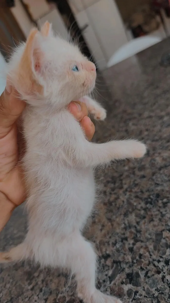 Gato raça SRD-ViraLata idade 2 a 6 meses nome OSEIAS PEREIRA DE JESUS DE PAULA