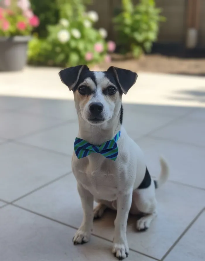 Cachorro raça Fox Terrier idade 7 a 11 meses nome Cachorro para adoção responsável 