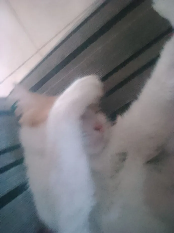 Gato raça SRD-ViraLata idade 3 anos nome Brisa