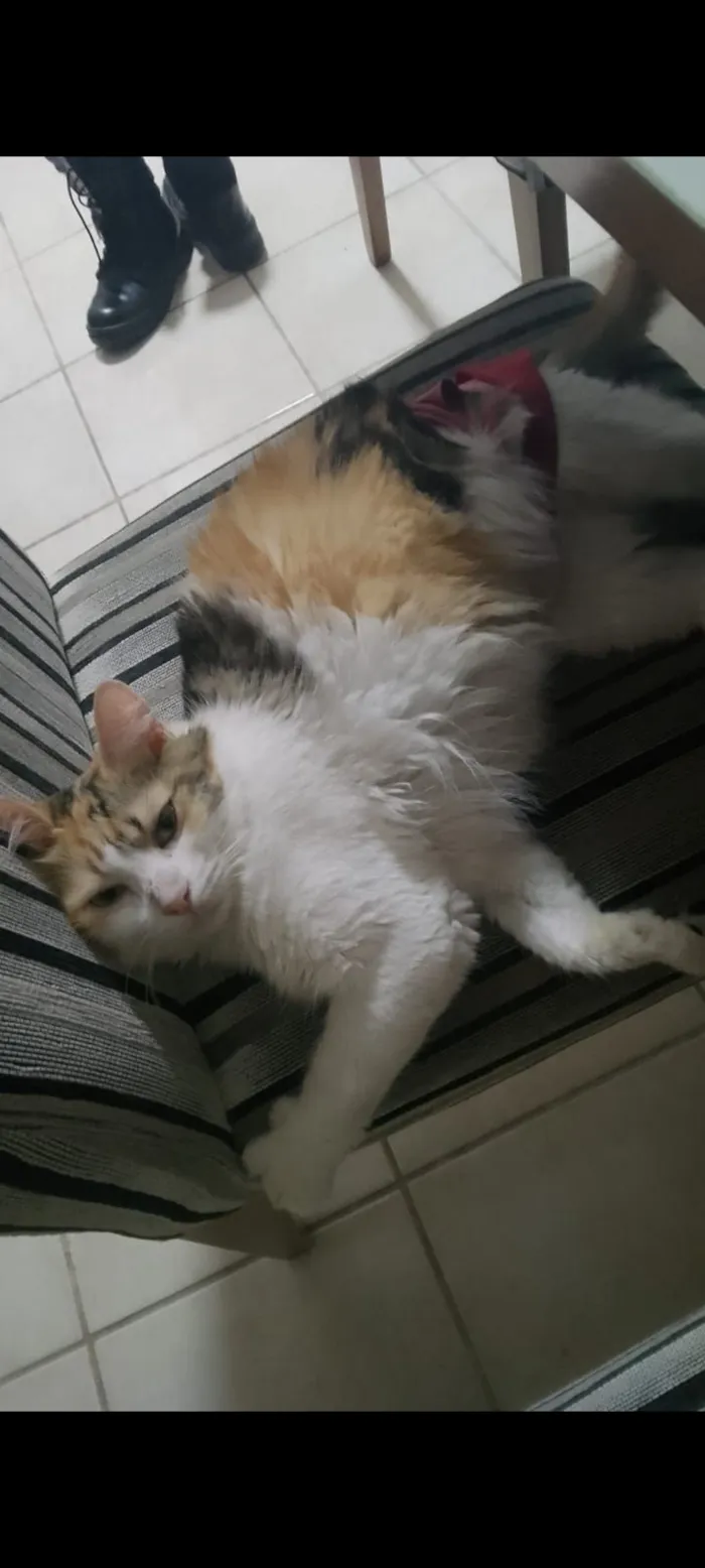 Gato raça SRD-ViraLata idade 3 anos nome Brisa