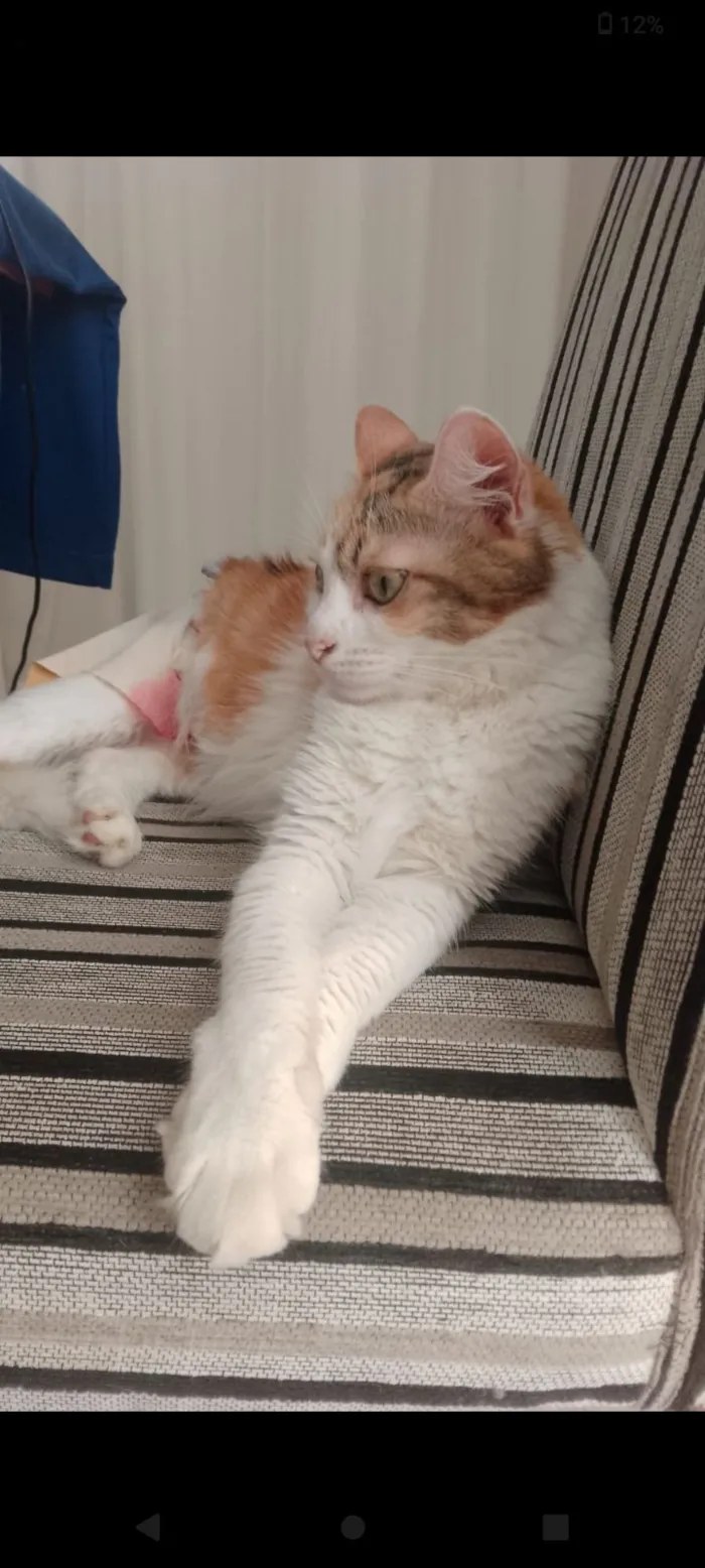 Gato raça SRD-ViraLata idade 3 anos nome Brisa