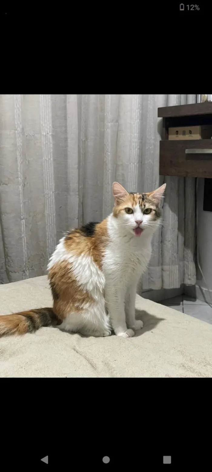 Gato raça SRD-ViraLata idade 3 anos nome Brisa