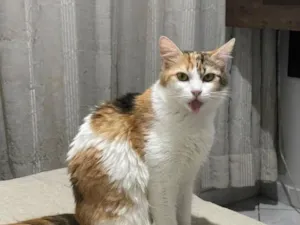 Gato raça SRD-ViraLata idade 3 anos nome Brisa