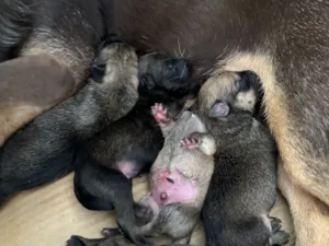 Cachorro raça SRD-ViraLata idade 2 a 6 meses nome Sem nome