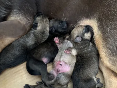 Cachorro raça SRD-ViraLata idade 2 a 6 meses nome Sem nome