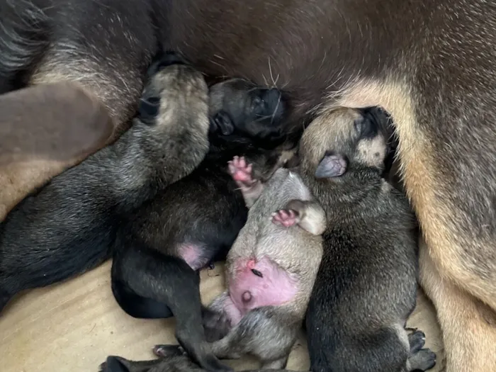 Cachorro raça SRD-ViraLata idade 2 a 6 meses nome Sem nome