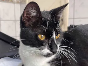 Gato raça SRD-ViraLata idade 7 a 11 meses nome Leona