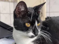 Gato raça SRD-ViraLata idade 7 a 11 meses nome Leona