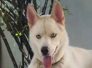 Cachorro raça Husky Siberiano idade 6 ou mais anos nome Pégasus 