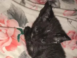 Gato raça SRD-ViraLata idade Abaixo de 2 meses nome Sem nome