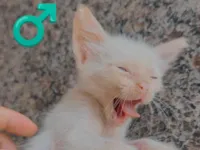 Gato raça SRD-ViraLata idade 2 a 6 meses nome OSEIAS PEREIRA DE JESUS DE PAULA