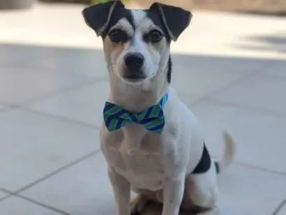 Cachorro raça Fox Terrier idade 7 a 11 meses nome Cachorro para adoção responsável 