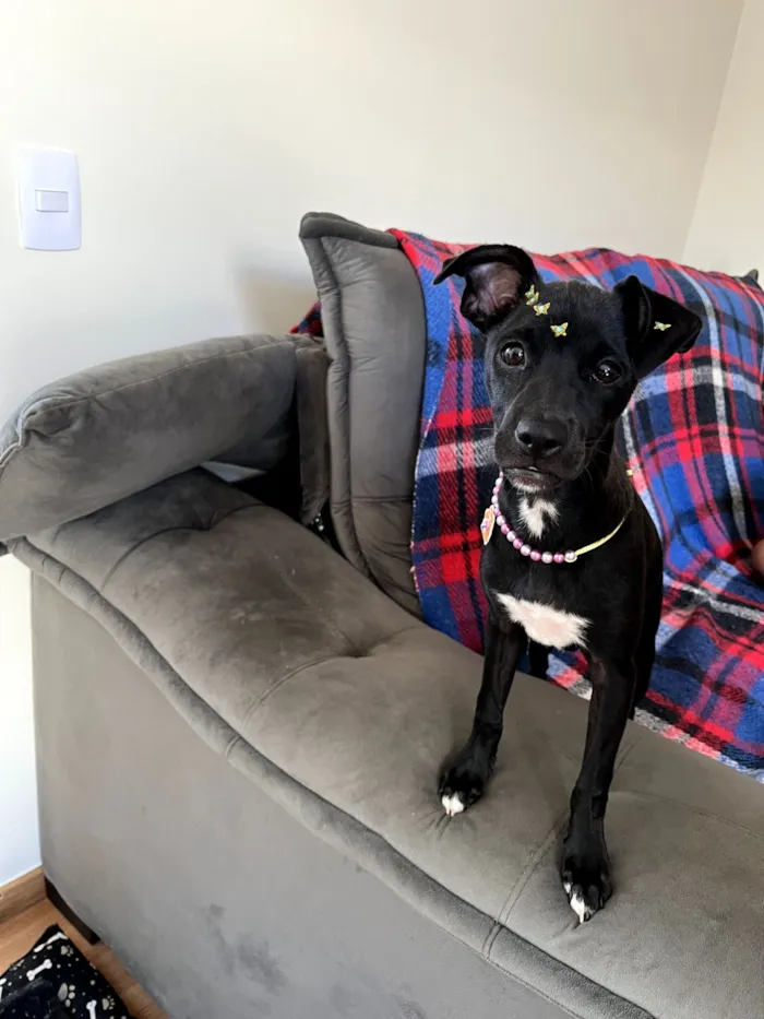 Cachorro raça SRD-ViraLata idade 1 ano nome Nina