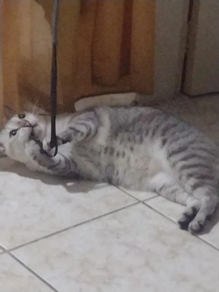 Gato raça SRD-ViraLata idade 6 ou mais anos nome Afrodite 