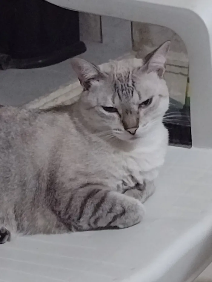 Gato raça SRD-ViraLata idade 6 ou mais anos nome Afrodite 