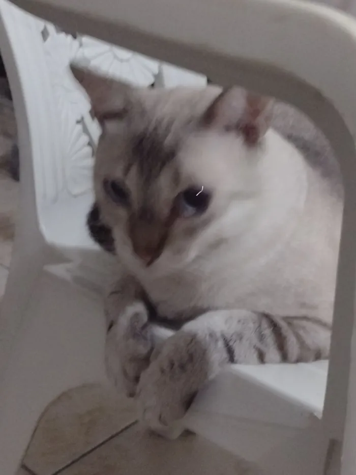 Gato raça SRD-ViraLata idade 6 ou mais anos nome Afrodite 