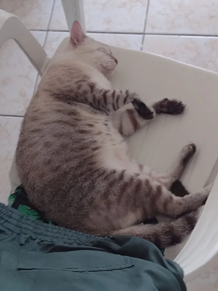 Gato raça SRD-ViraLata idade 6 ou mais anos nome Afrodite 