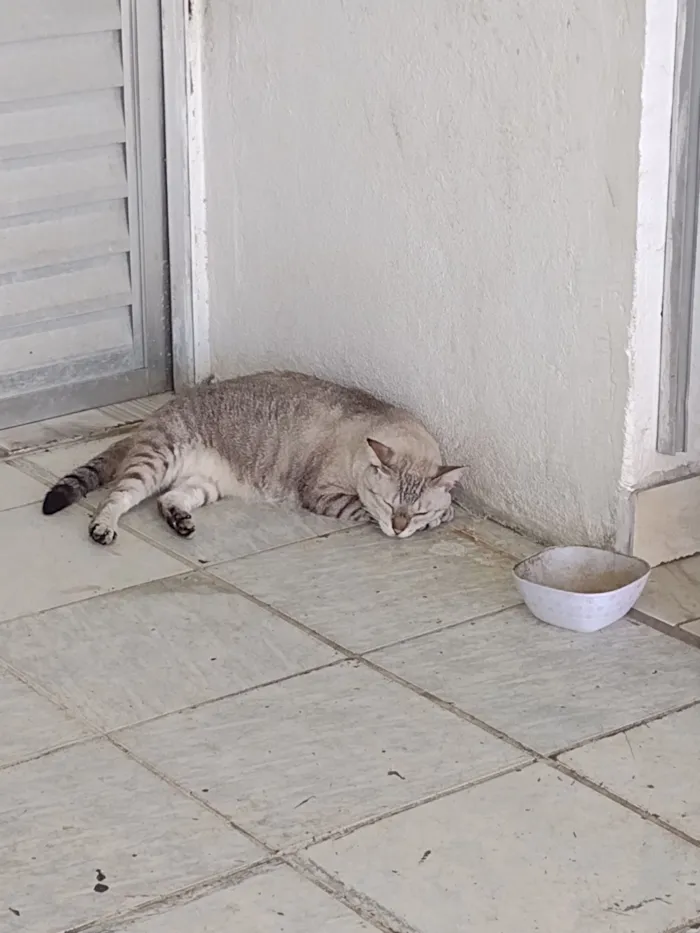 Gato raça SRD-ViraLata idade 6 ou mais anos nome Afrodite 