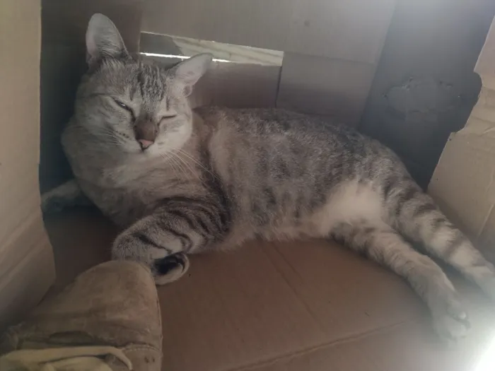 Gato raça SRD-ViraLata idade 6 ou mais anos nome Afrodite 