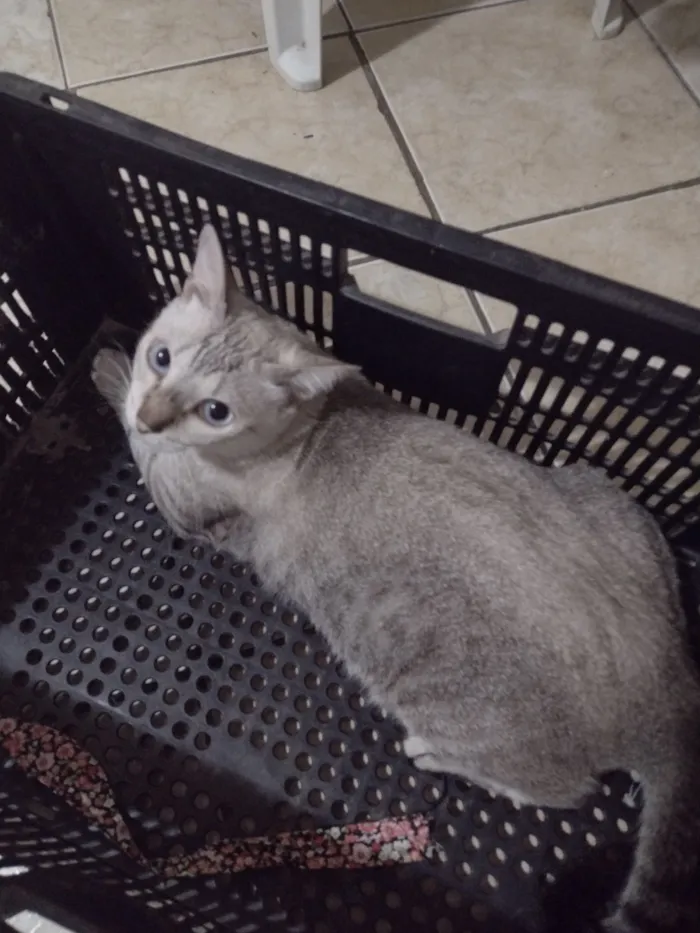 Gato raça SRD-ViraLata idade 6 ou mais anos nome Afrodite 