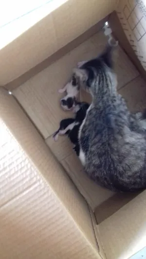 Gato raça SRD-ViraLata idade 2 anos nome Sem nome